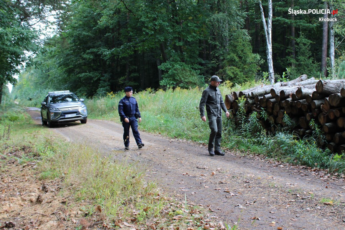 policjant i strażnik leśny idą przez las przy składowanym drewnie