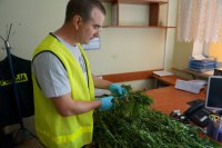 Technik kryminalistyki ogląda zabezpieczone konopie.