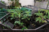 Zabezpieczone narkotyki.