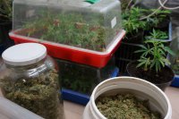 Zabezpieczone narkotyki.