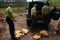 oględziny miejsca kradzieży drewna