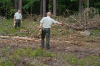 oględziny miejsca kradzieży drewna