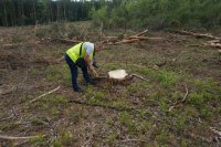 oględziny miejsca kradzieży drewna