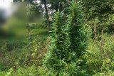 plantacja