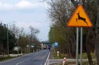 znak drogowy dzikie zwierzęta