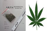 akta sprawy z metryczką i liść konopi indyjskiej