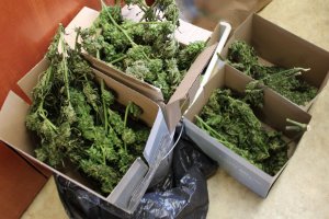 na podłodze pomieszczeniu, w kartonowych pojemnikach znajduje się zielony susz