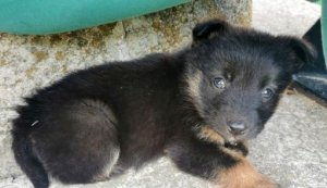 mały piesek czarnej maści z brązowymi łapkami