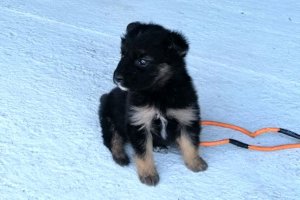 mały piesek czarnej maści z brązowymi łapkami