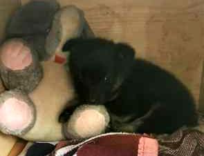 czarny piesek leży wśród pluszaków